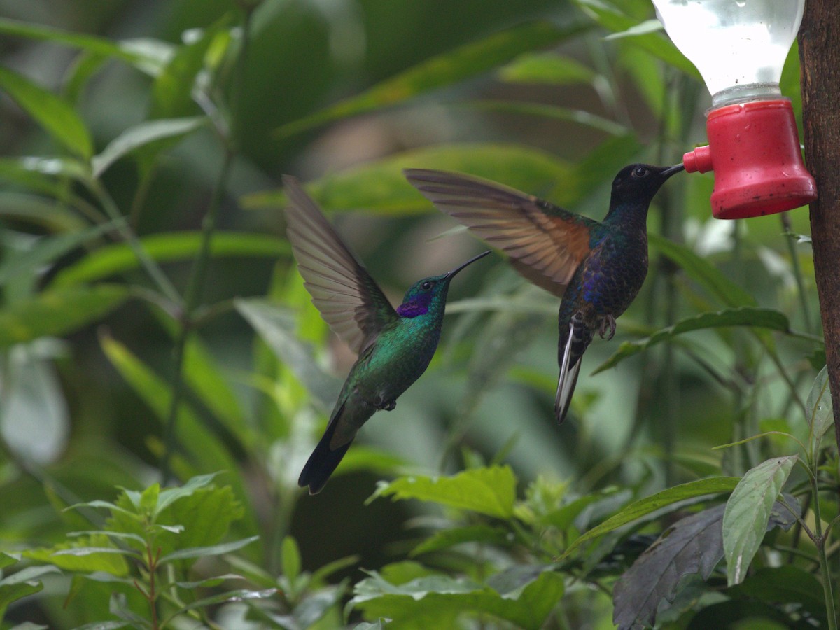 Зелоногрудый фиалкоух (cyanotus/crissalis) - ML620811028