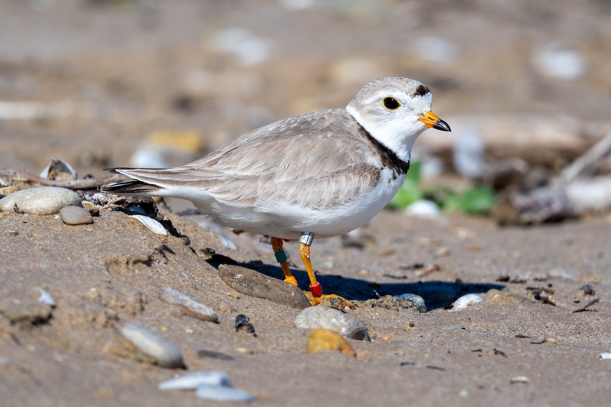 Piping Plover - ML620811029