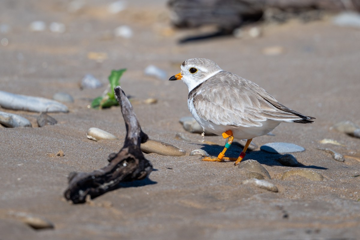 Piping Plover - ML620811030