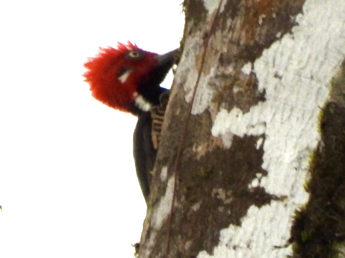 Guayaquil Woodpecker - ML620811031