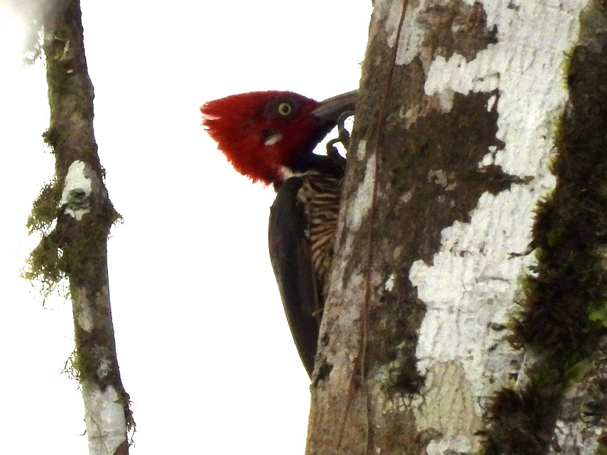 Guayaquil Woodpecker - ML620811032