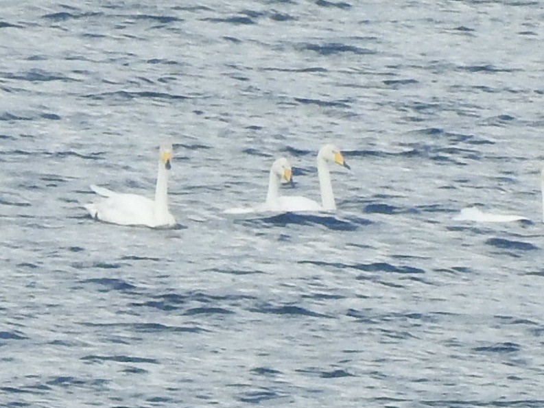 Whooper Swan - ML620811037