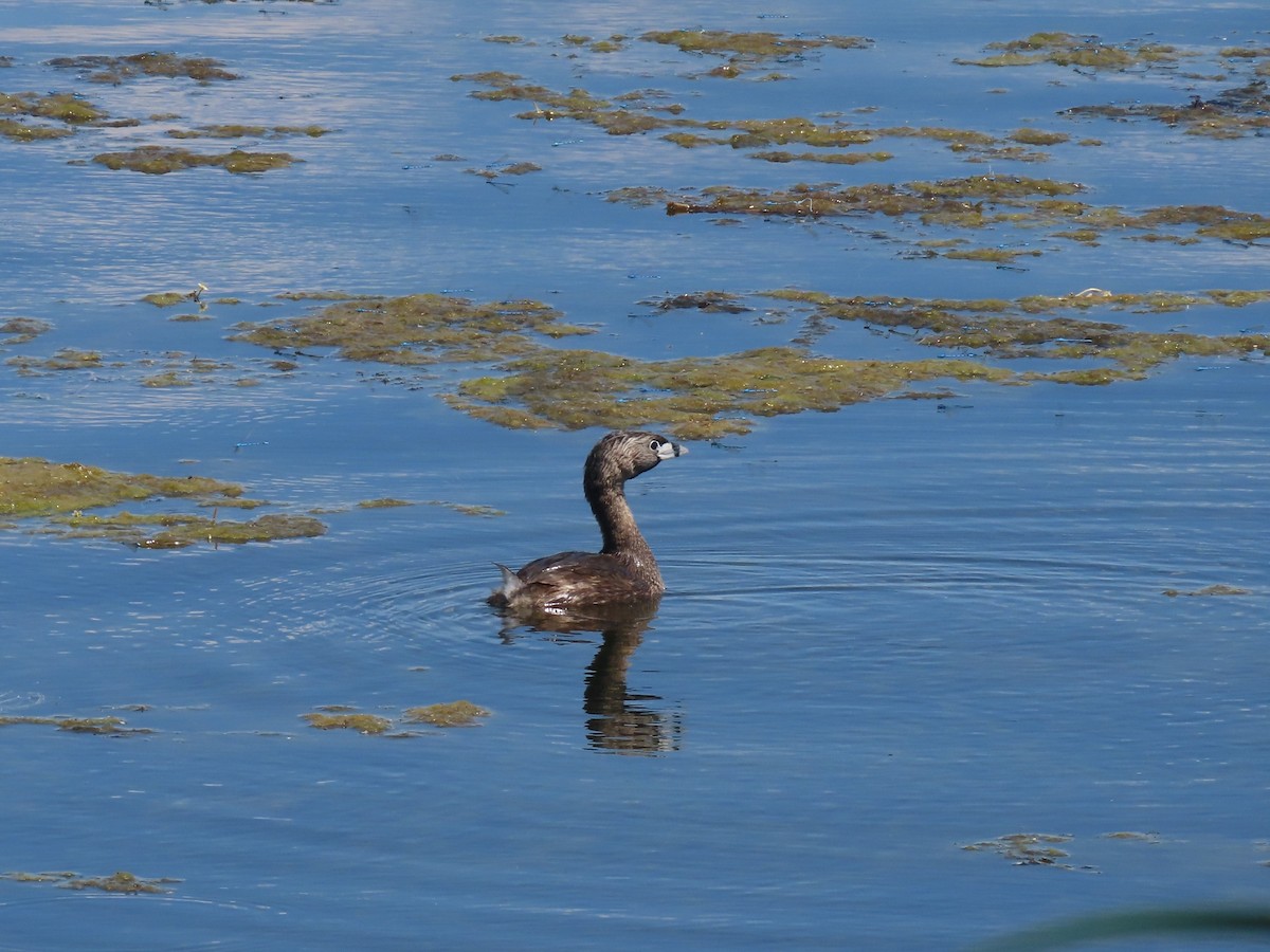 Pied-billed Grebe - ML620811040