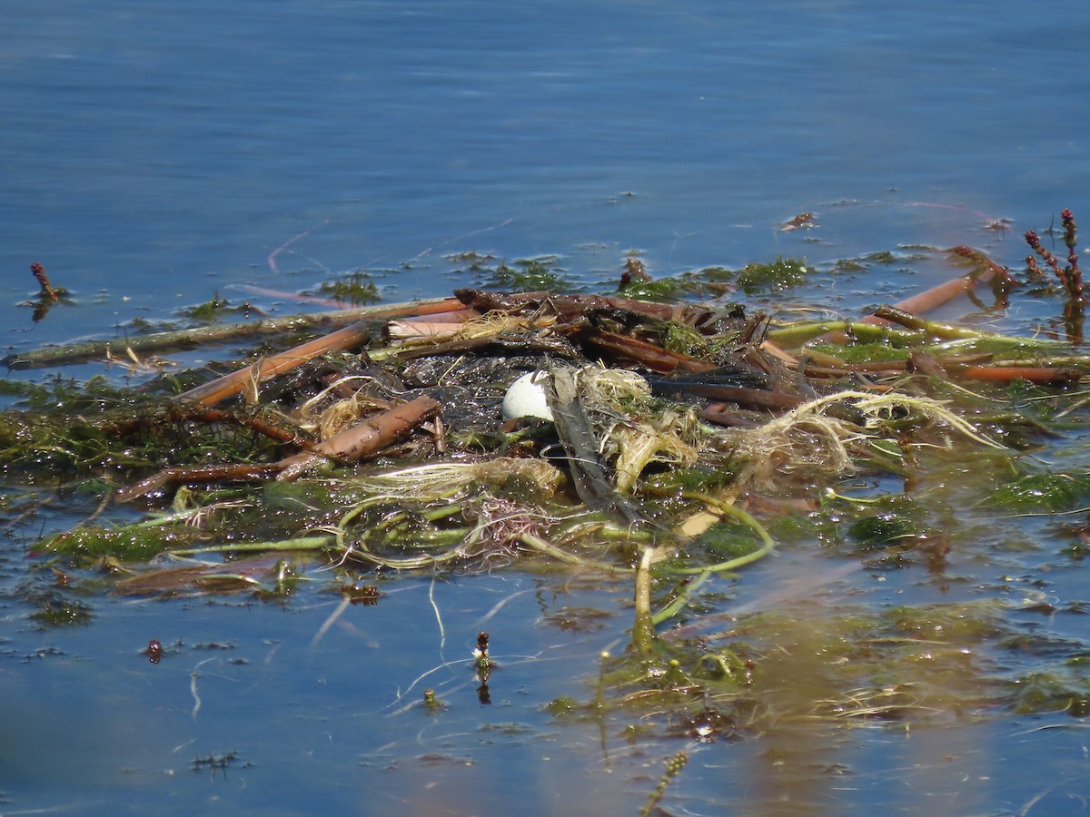 Pied-billed Grebe - ML620811044