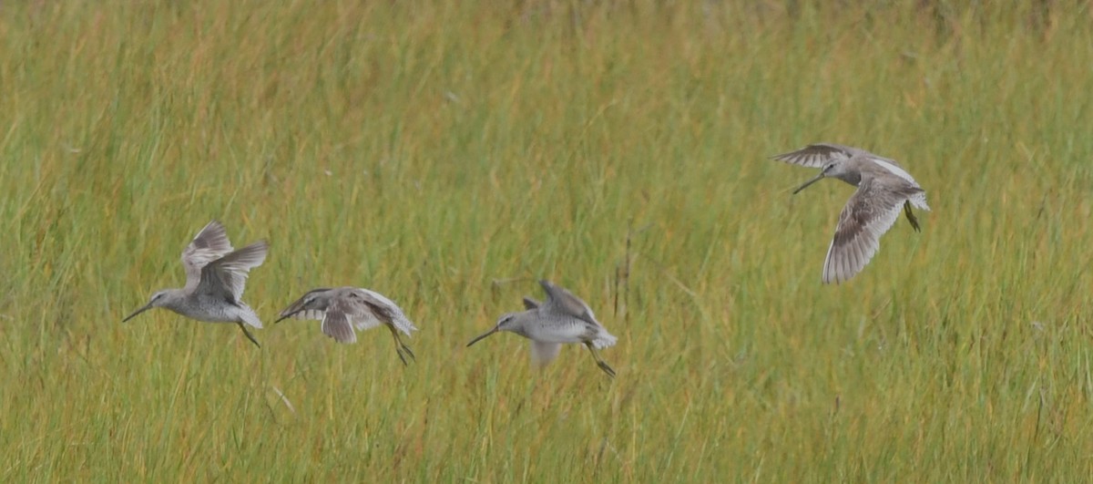 kortnebbekkasinsnipe - ML620811045