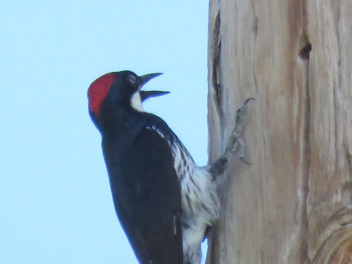 Acorn Woodpecker - Anonymous