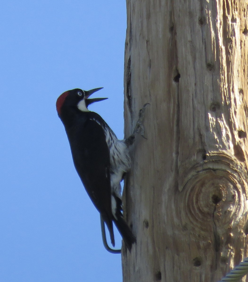 Acorn Woodpecker - ML620811050
