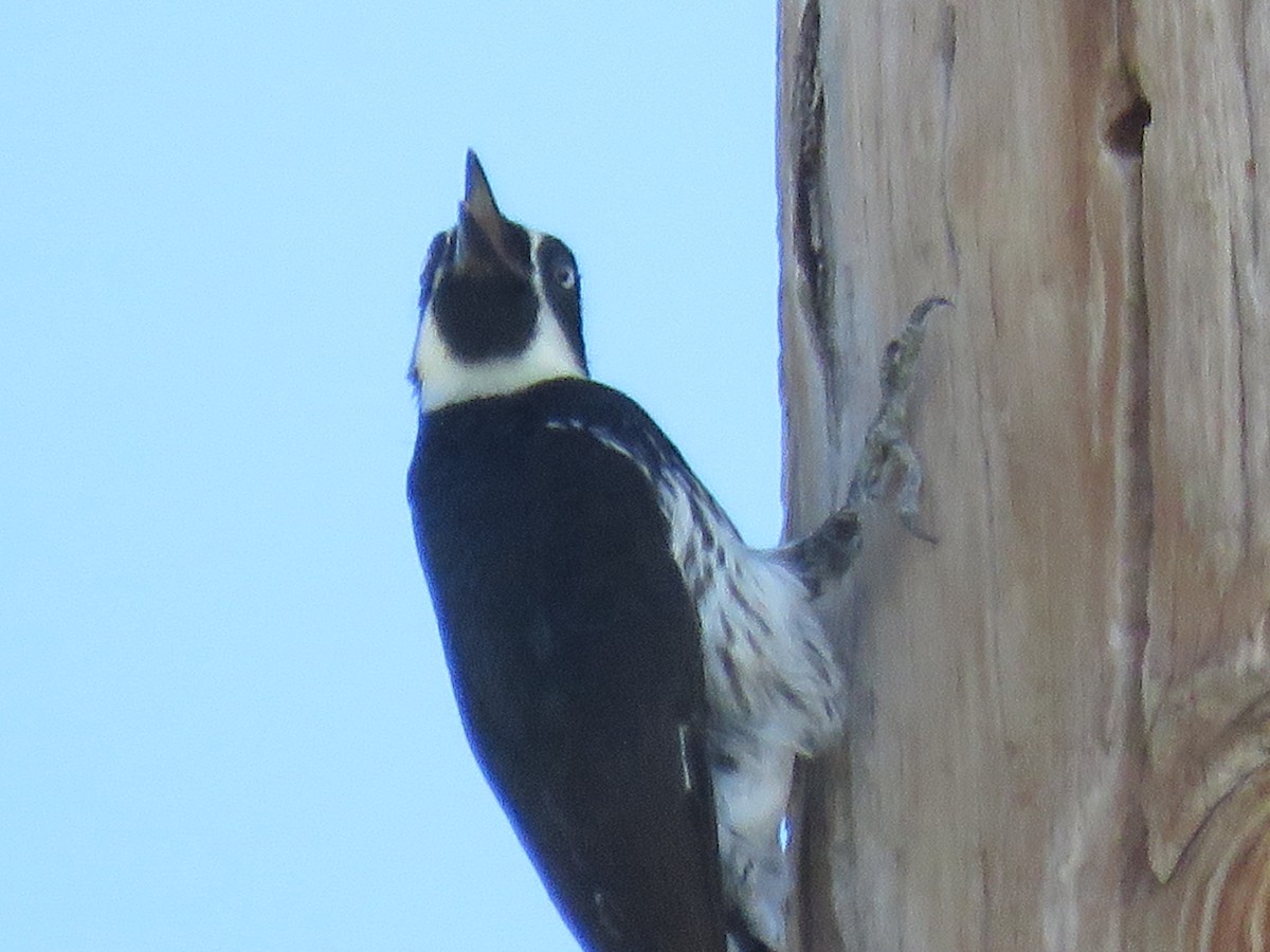 Acorn Woodpecker - ML620811051