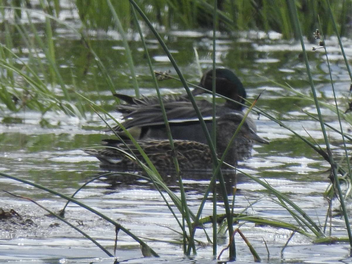 Green-winged Teal - Chris Burris