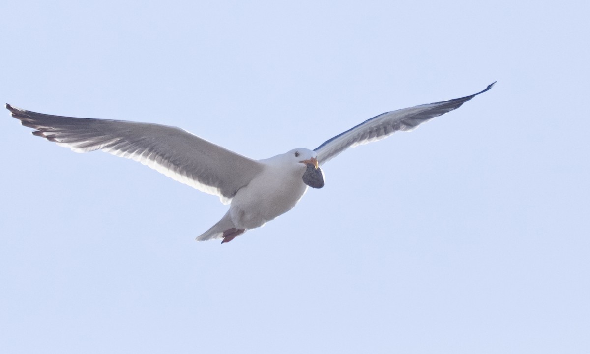 Goéland d'Audubon - ML620811059