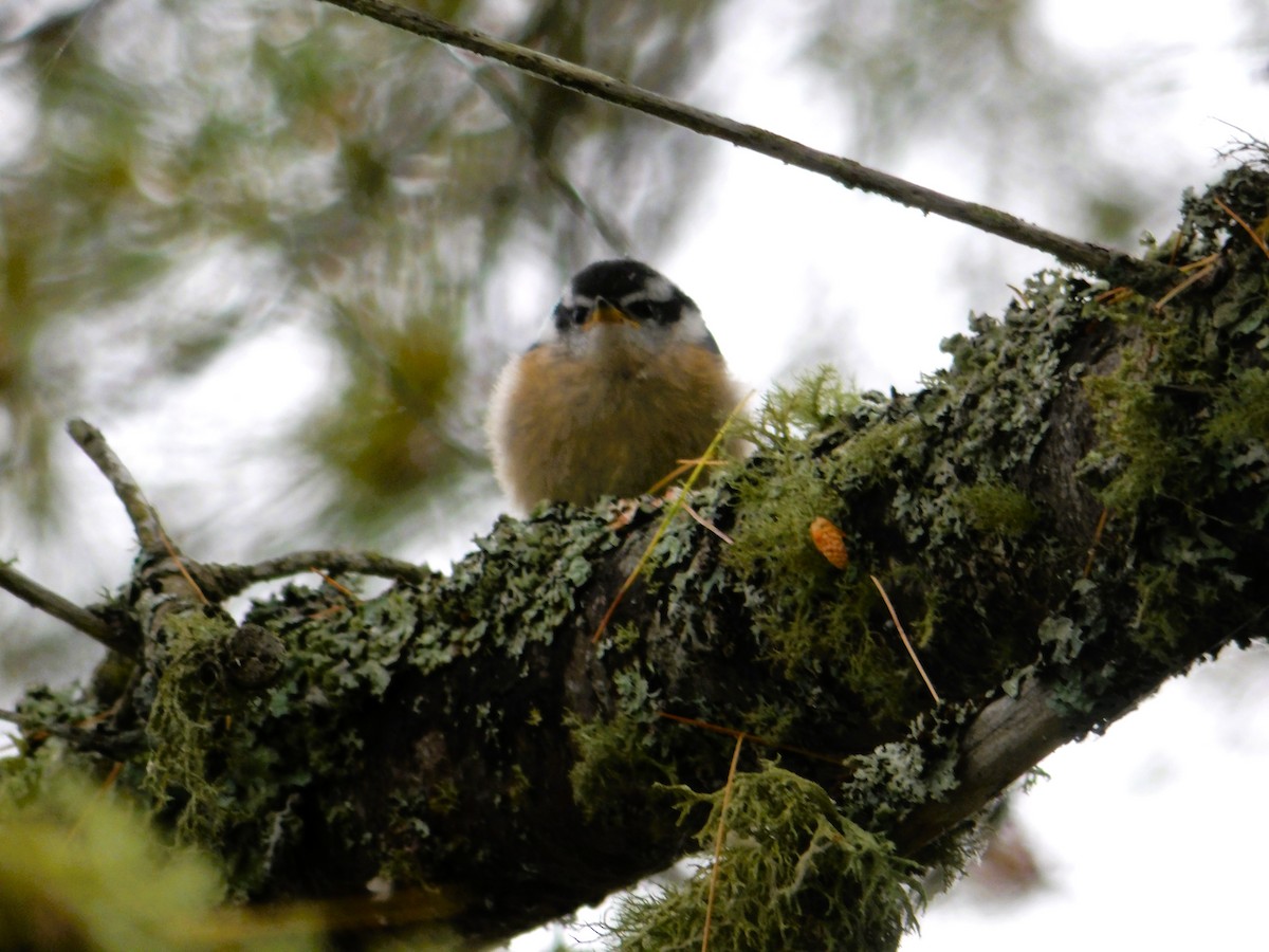 Red-breasted Nuthatch - ML620811060