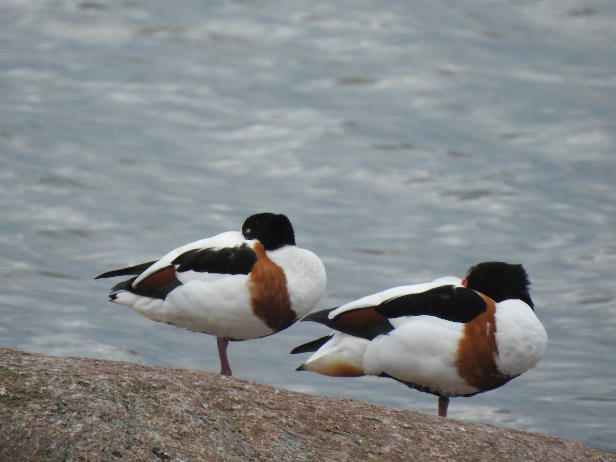 Common Shelduck - ML620811062