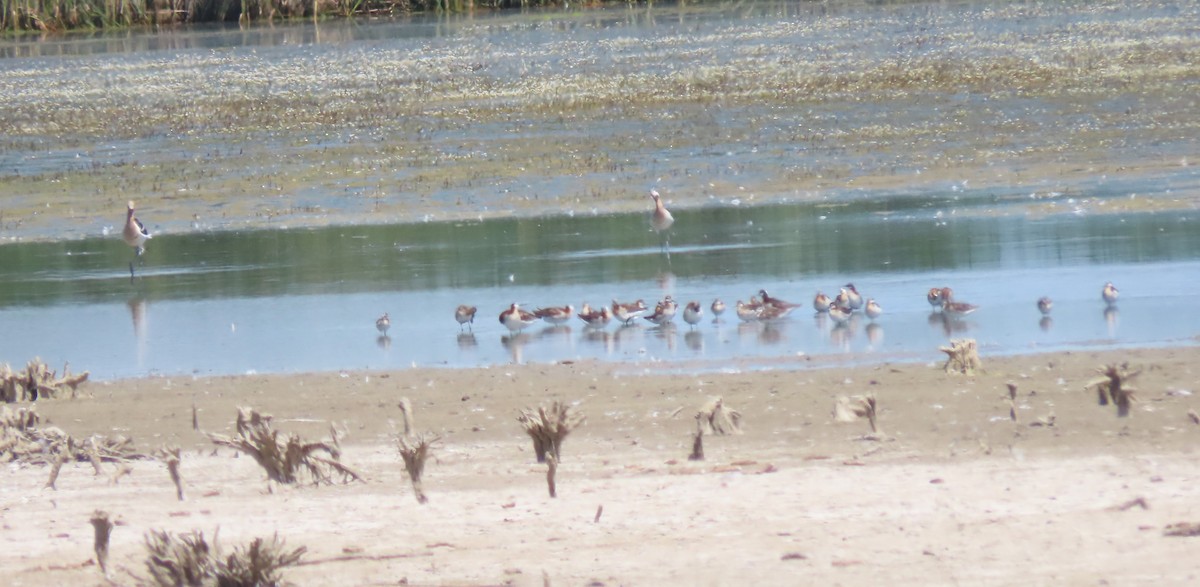 American Avocet - ML620811063