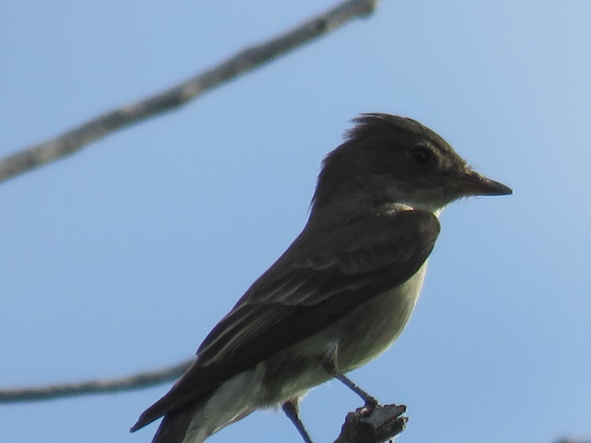 Western Wood-Pewee - Anonymous