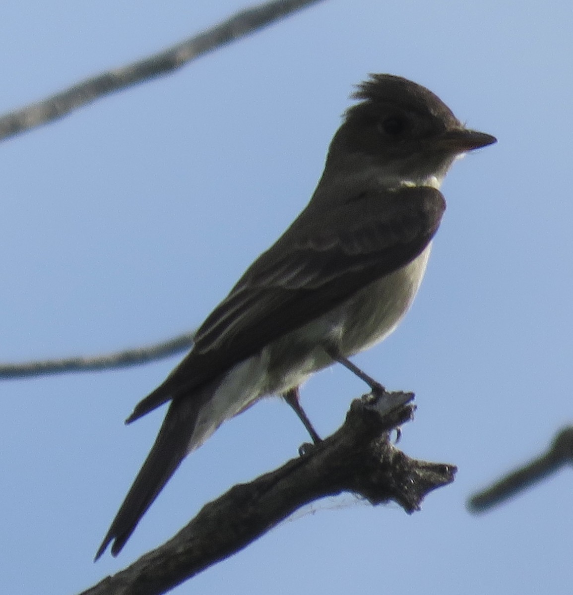 Western Wood-Pewee - ML620811067