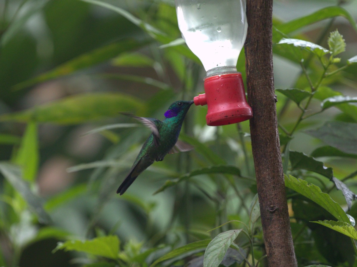 Colibri cyanote (cyanotus/crissalis) - ML620811073