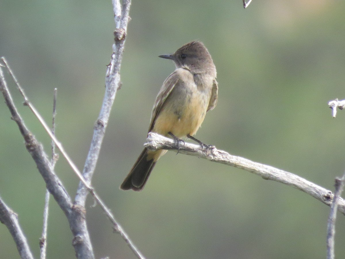 Say's Phoebe - ML620811082