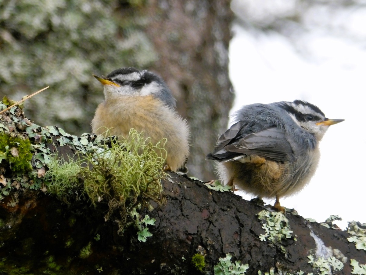 Red-breasted Nuthatch - ML620811083