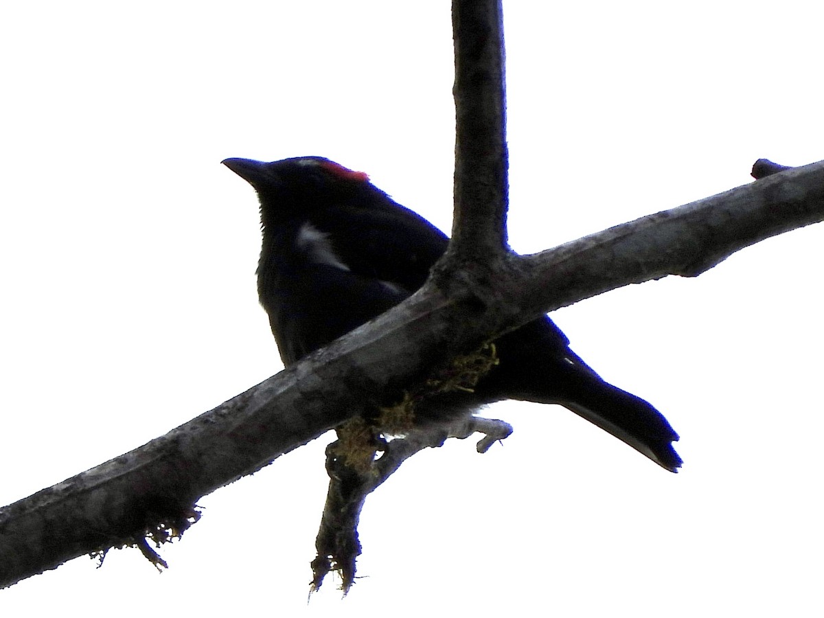 Scarlet-browed Tanager - ML620811085