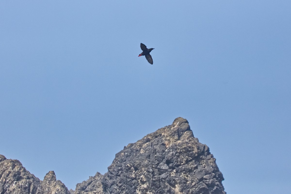 Pigeon Guillemot - ML620811088