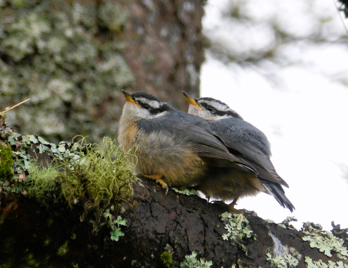 Red-breasted Nuthatch - ML620811090