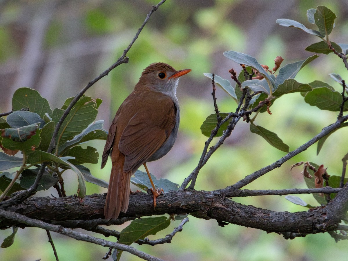 Orange-billed Nightingale-Thrush - ML620811100