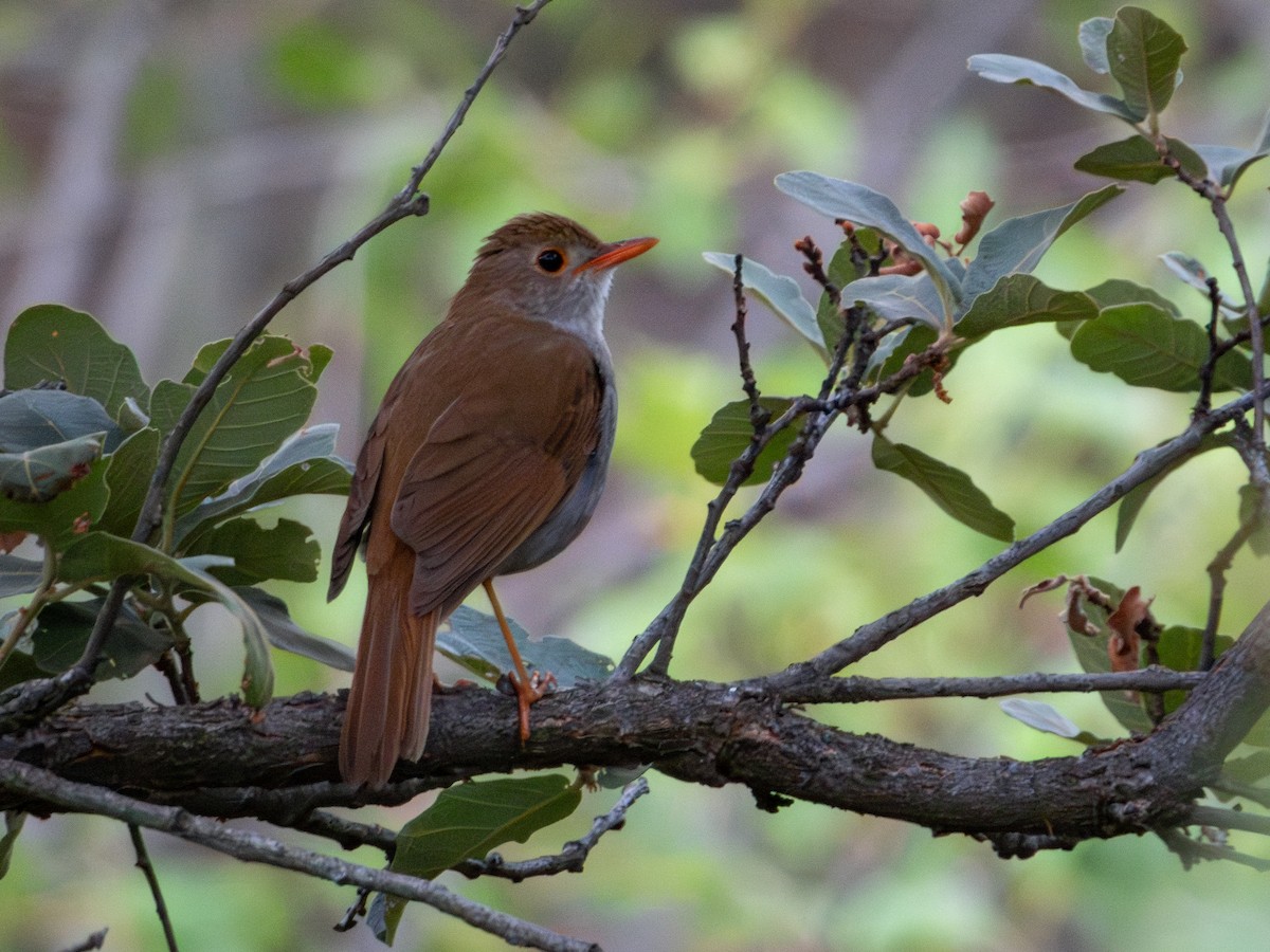 Orange-billed Nightingale-Thrush - ML620811101