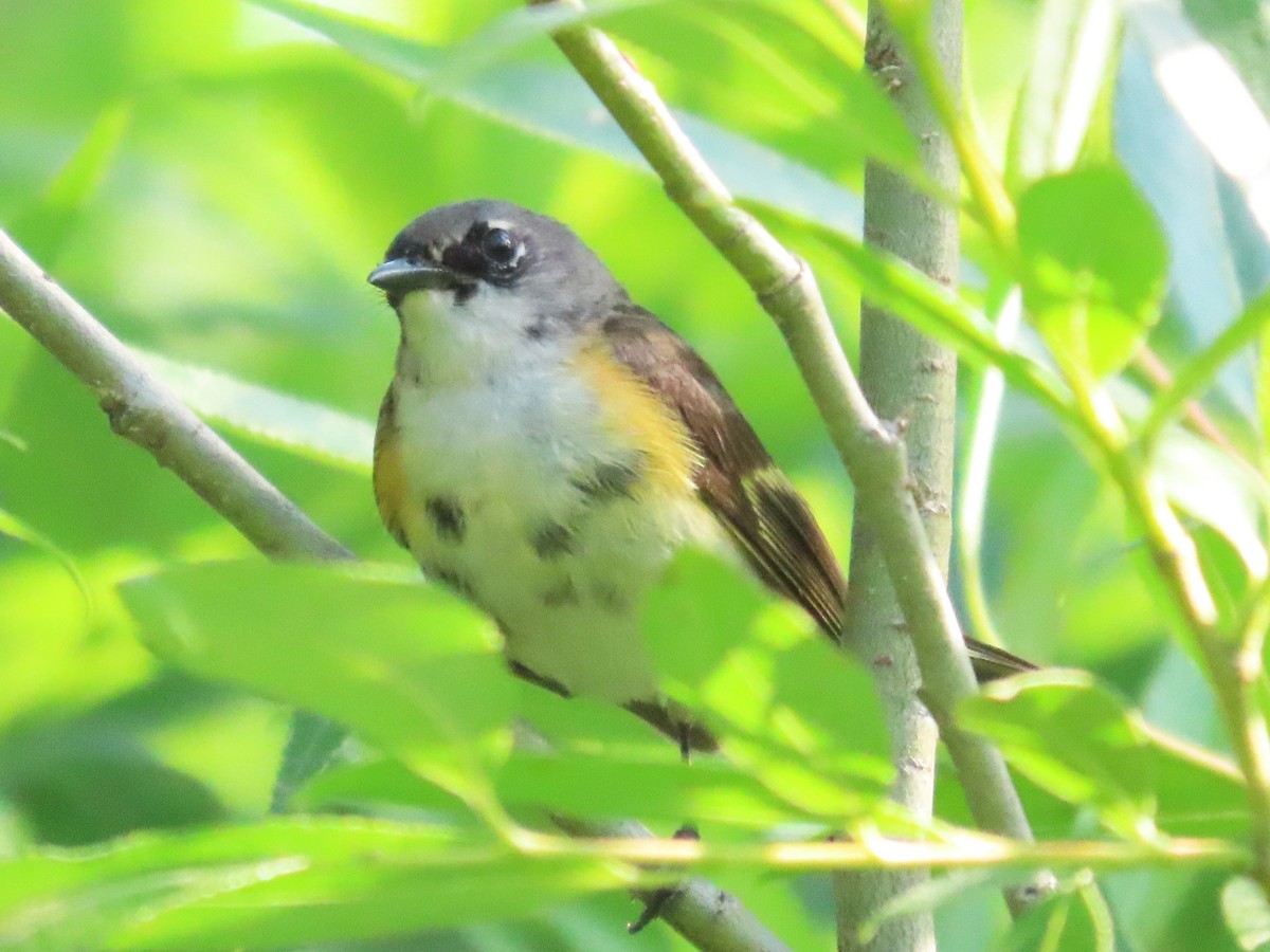 American Redstart - ML620811113