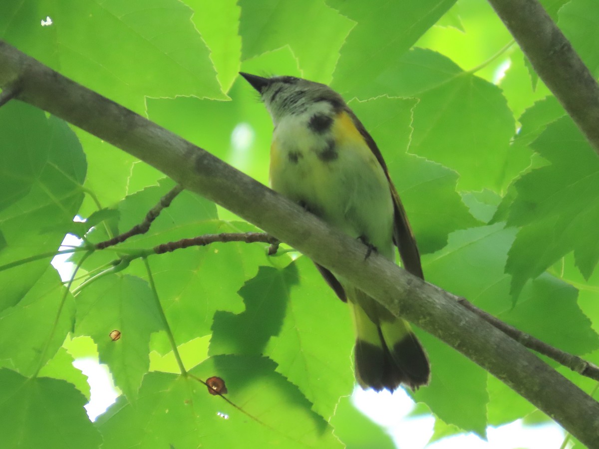 American Redstart - ML620811121