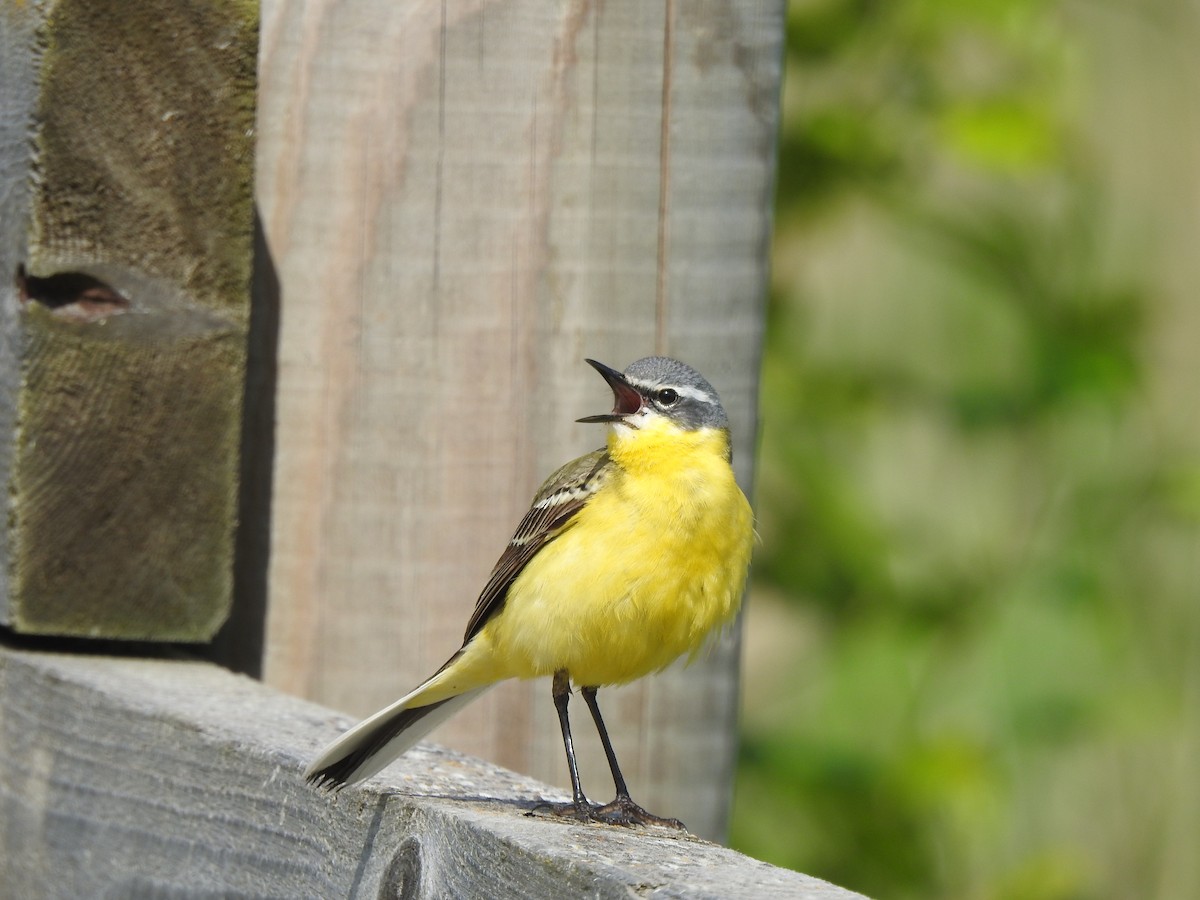 Western Yellow Wagtail - ML620811124