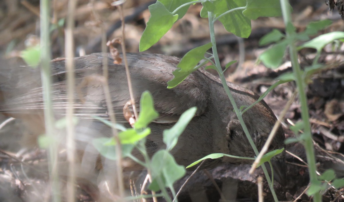 Canyon Towhee - Anonymous