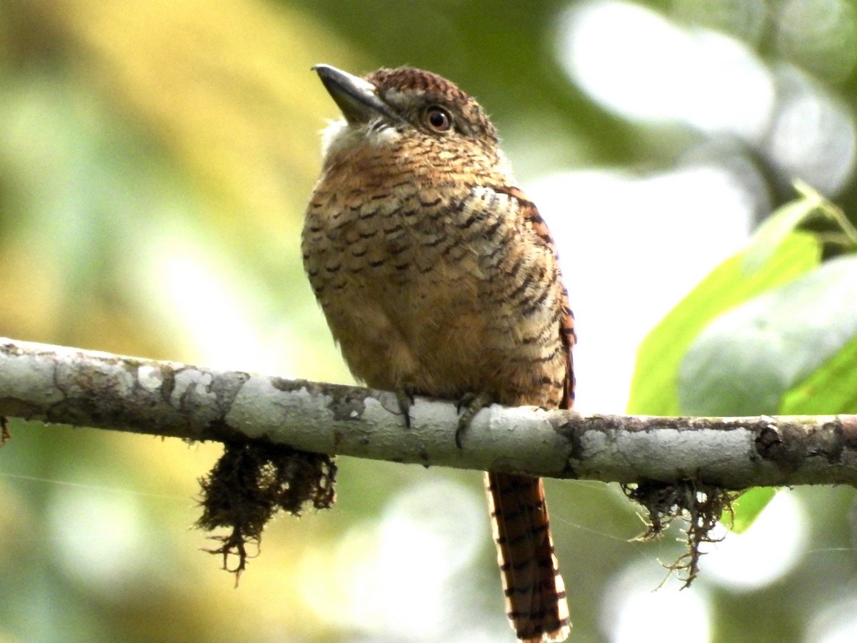 Barred Puffbird - ML620811128