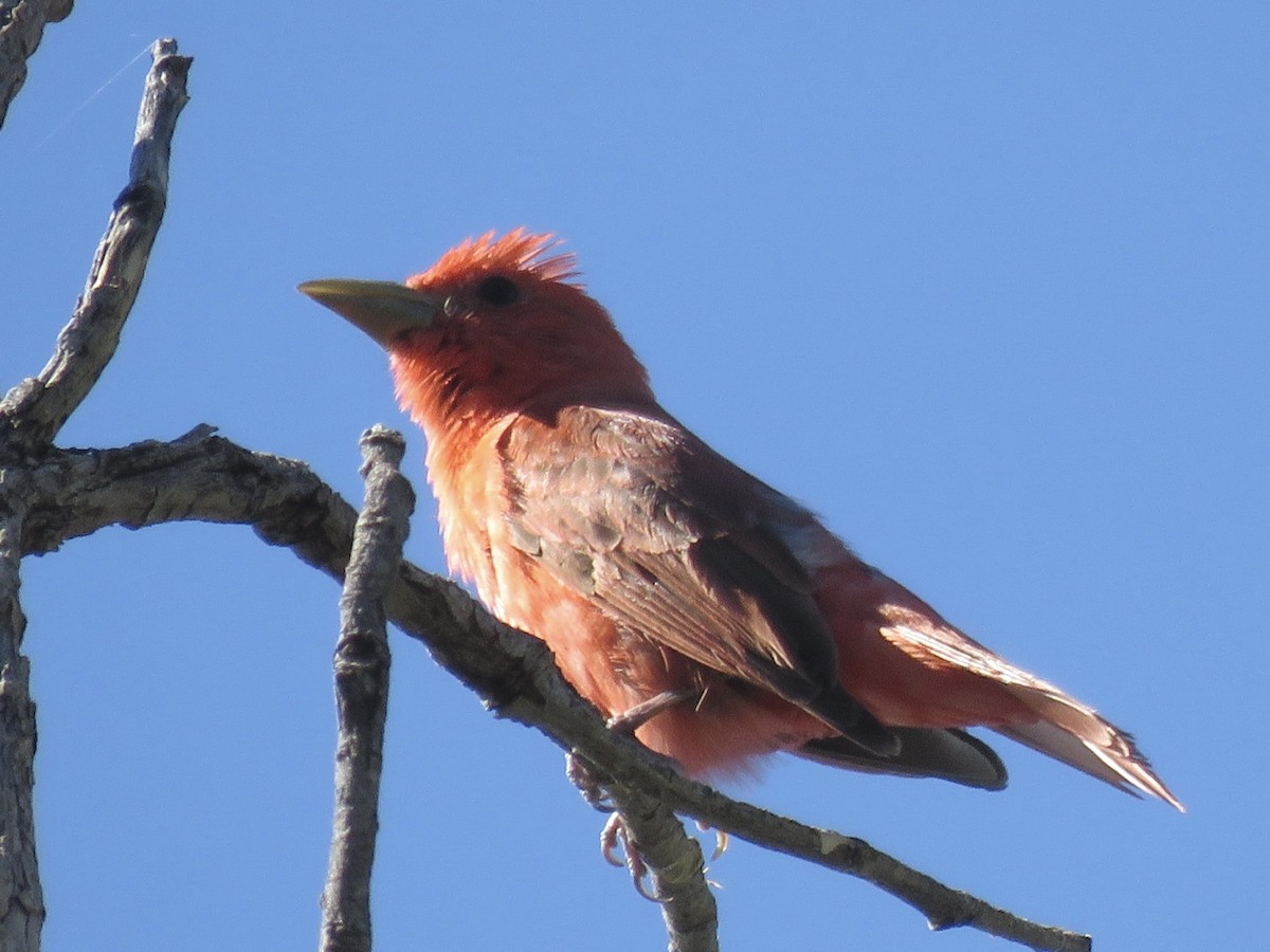 Summer Tanager - ML620811134