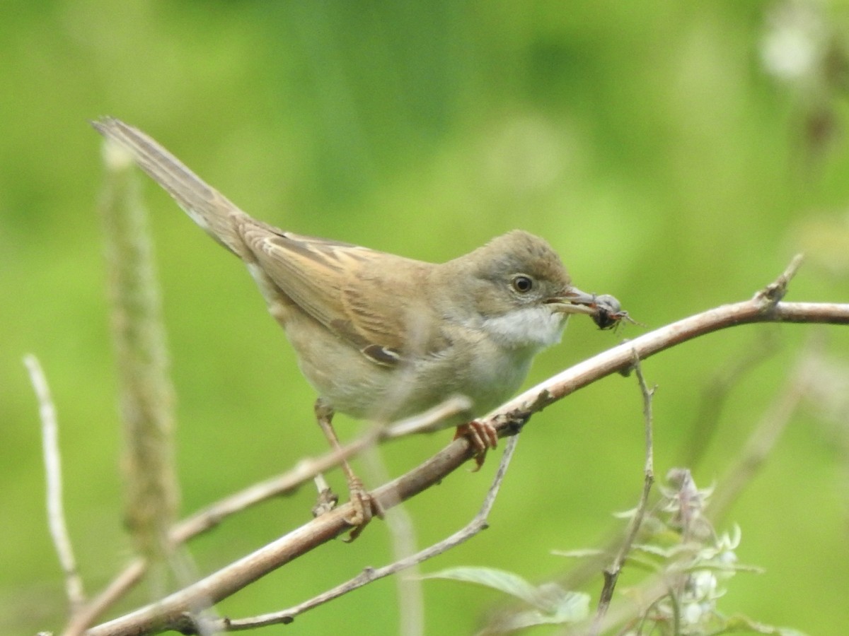 Greater Whitethroat - ML620811137