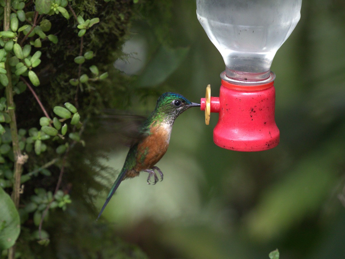 Violet-tailed Sylph - ML620811138