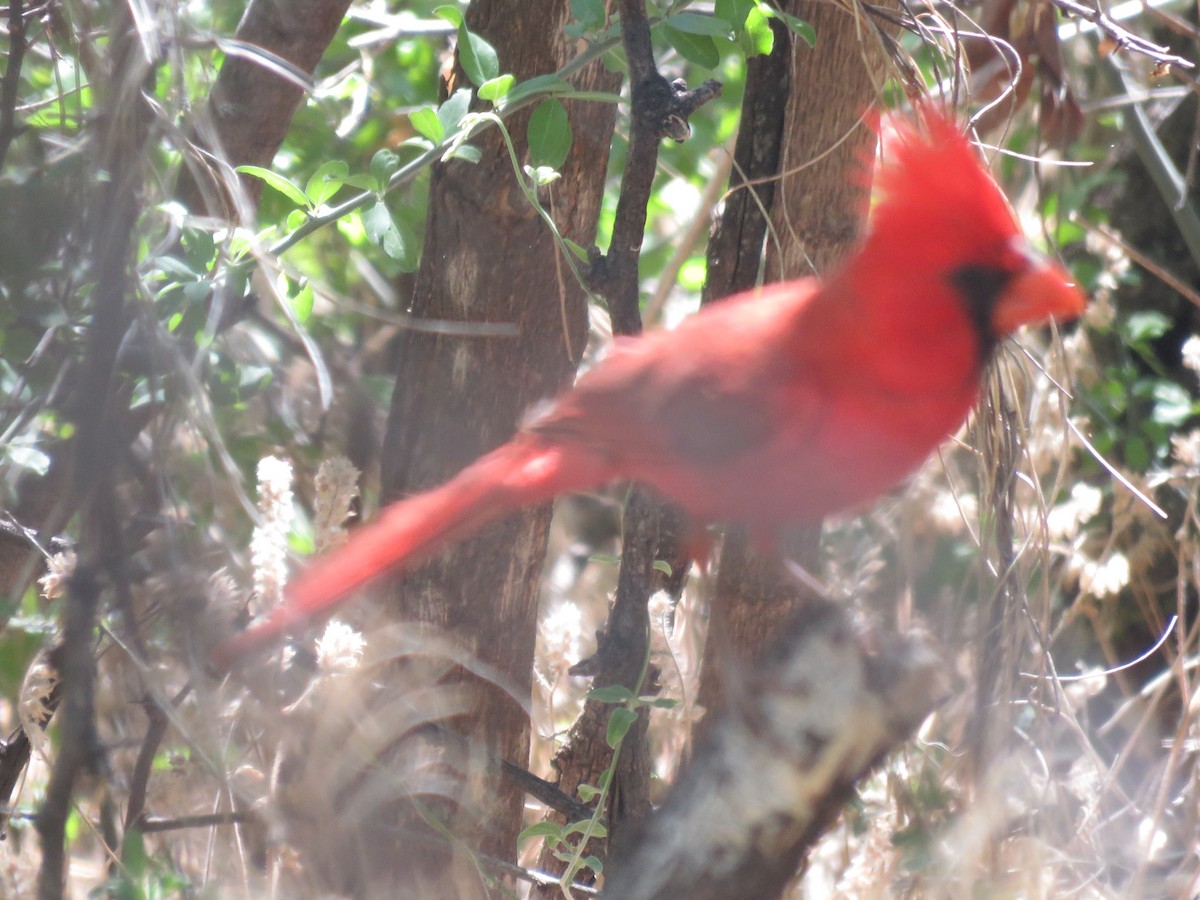 Cardinal rouge - ML620811143