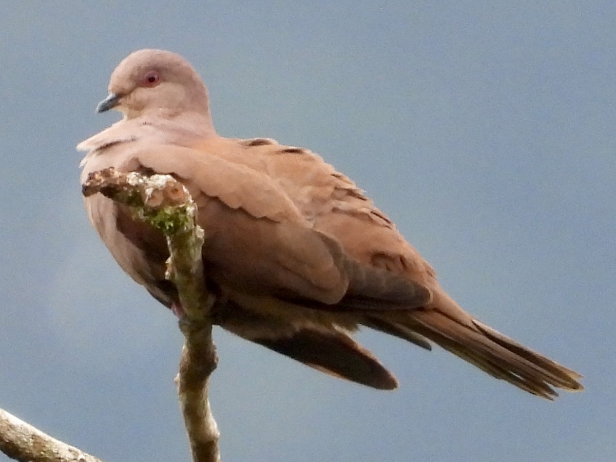 Ruddy Pigeon (Berlepsch's) - ML620811144