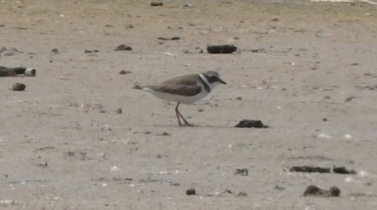 Semipalmated Plover - ML620811145