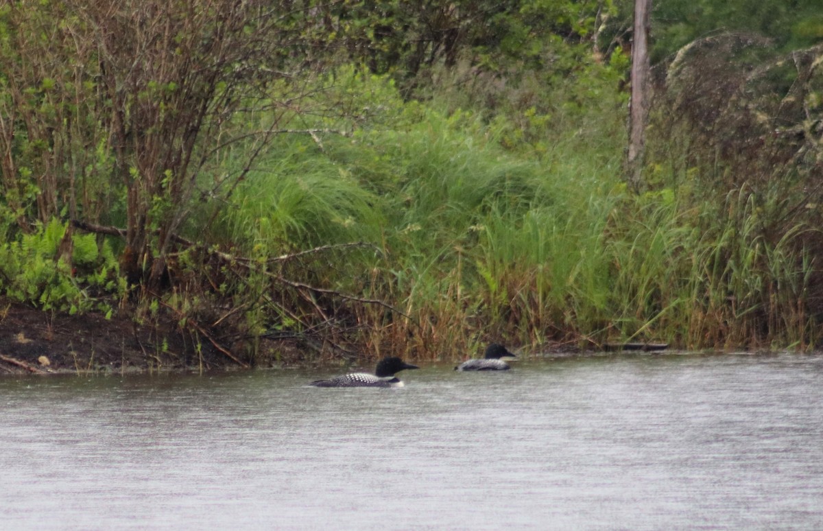 Common Loon - Cindy Grimes