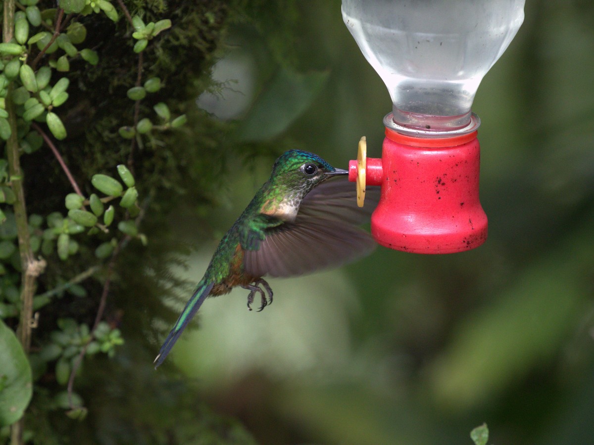 Violet-tailed Sylph - ML620811147