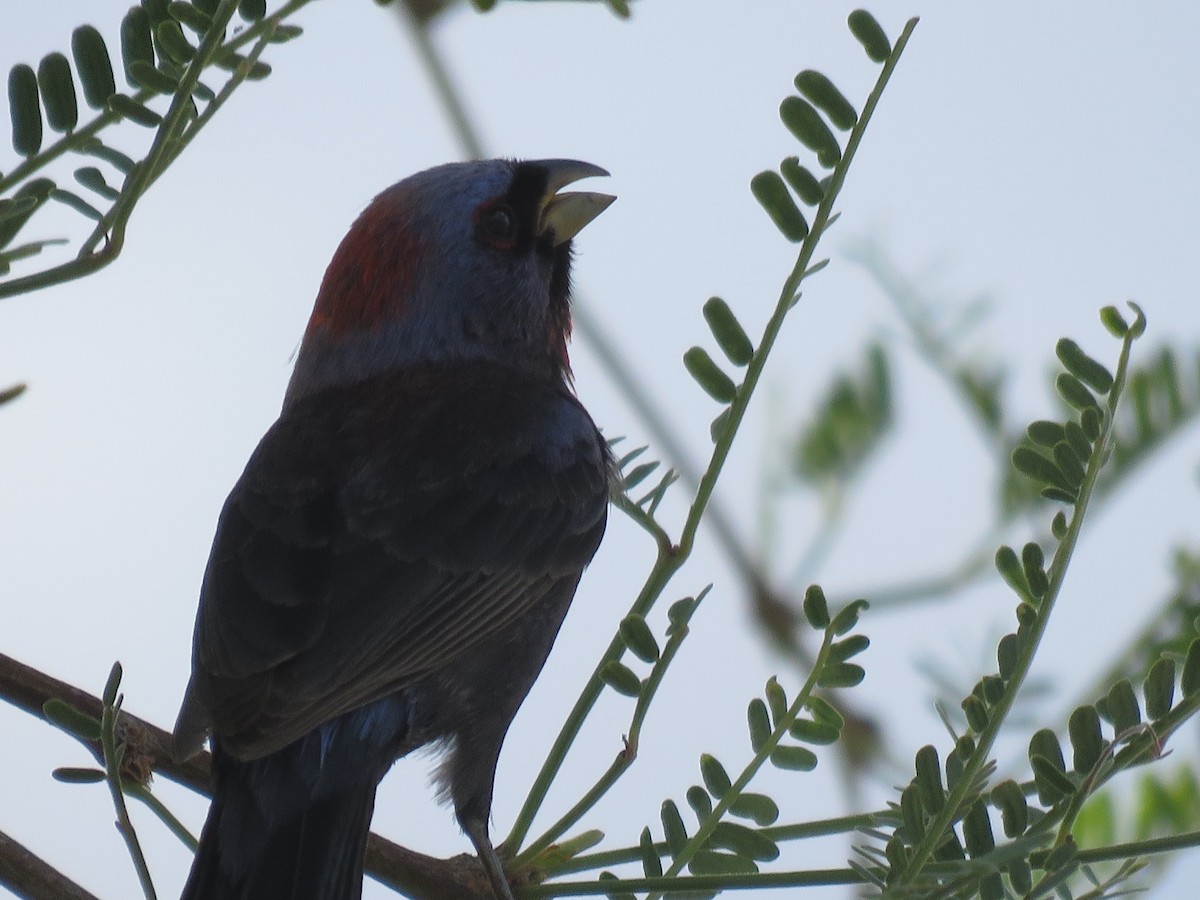 Varied Bunting - ML620811150