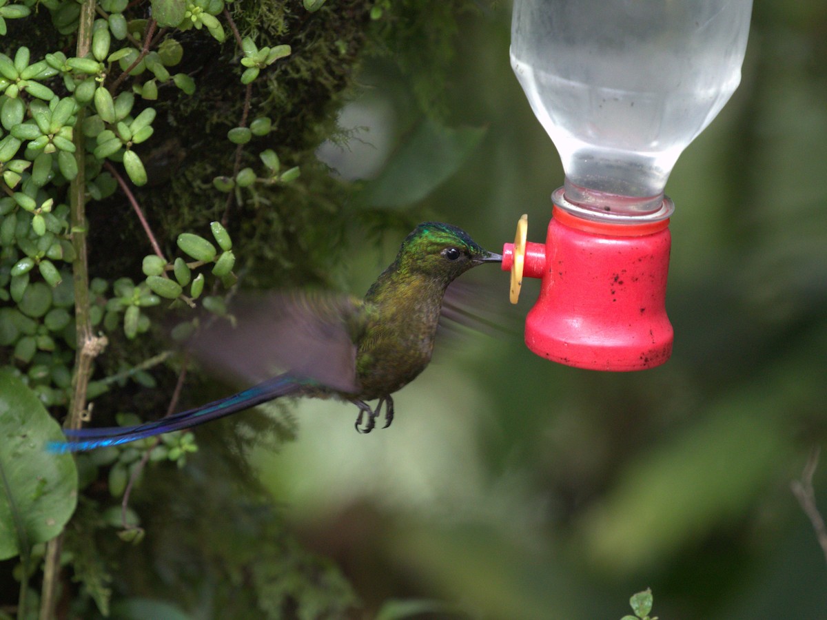 Violet-tailed Sylph - Menachem Goldstein