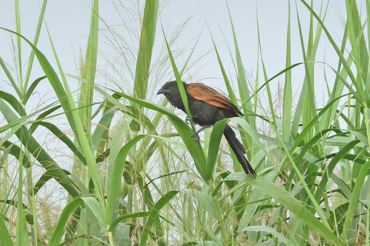 Lesser Coucal - ML620811154