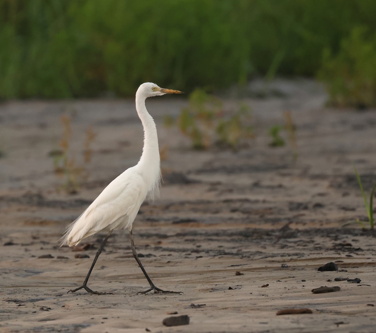 Medium Egret - ML620811156