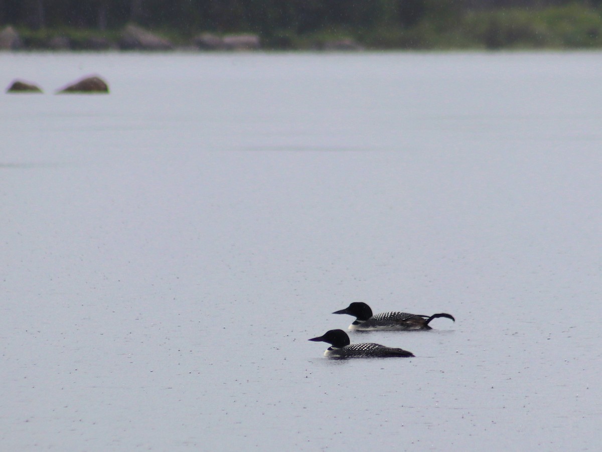 Common Loon - ML620811161