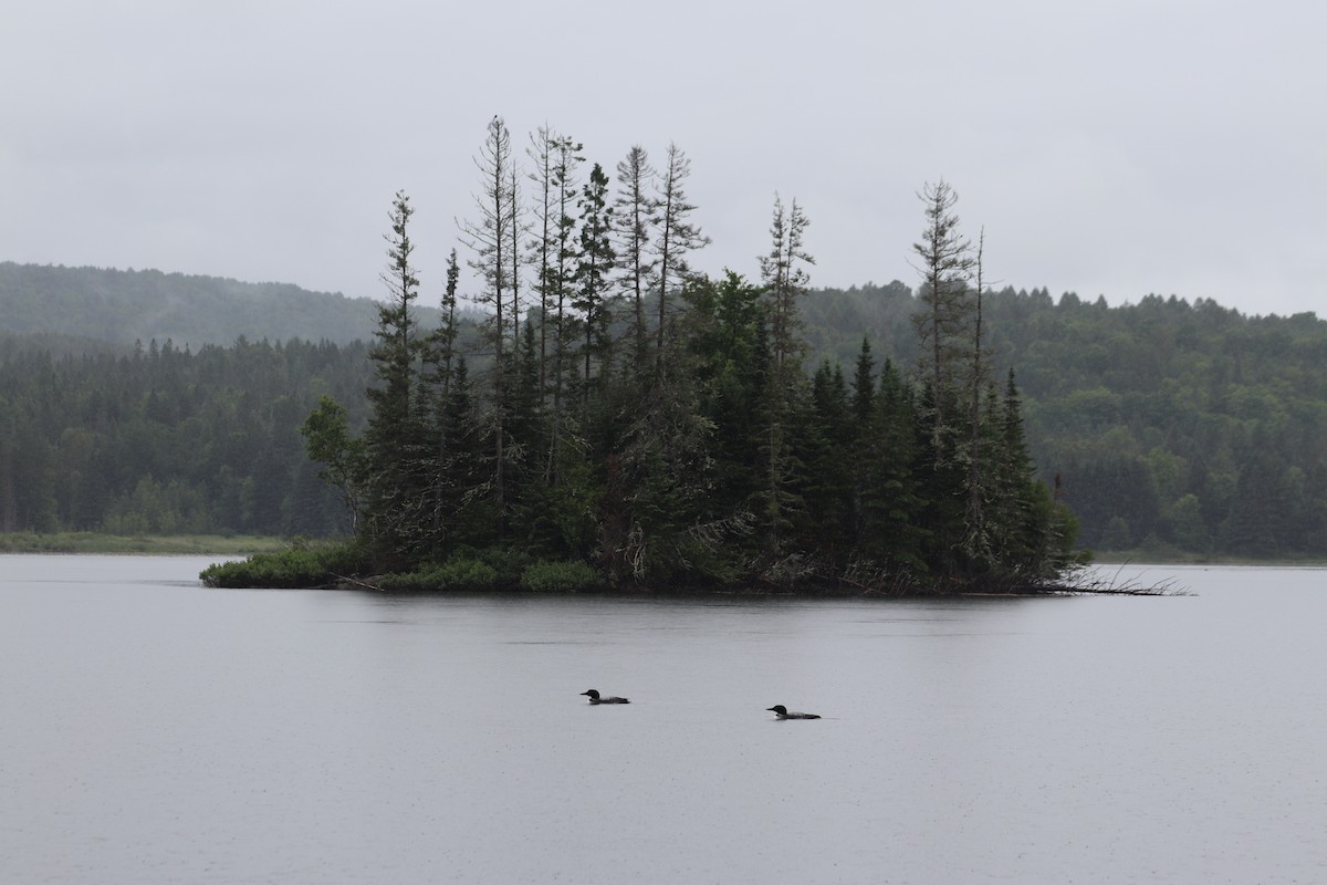 Common Loon - ML620811162