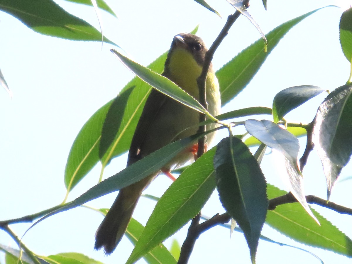 Common Yellowthroat - ML620811169