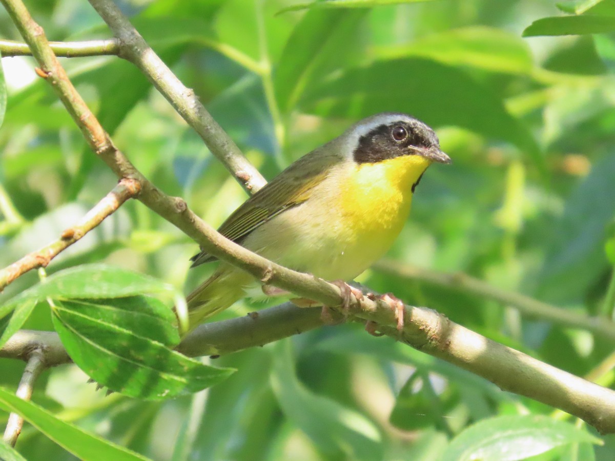 Common Yellowthroat - ML620811171