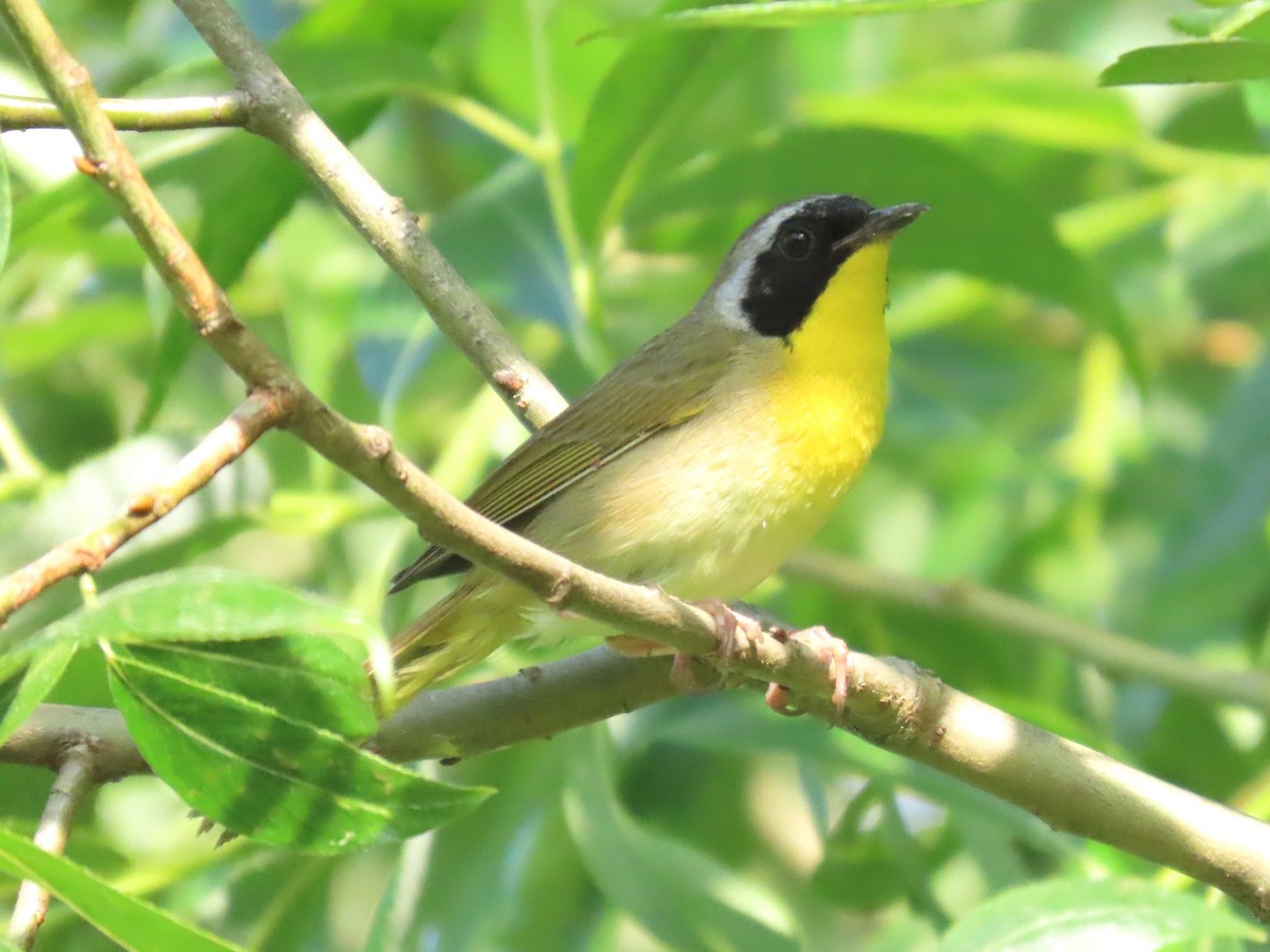 Common Yellowthroat - ML620811172