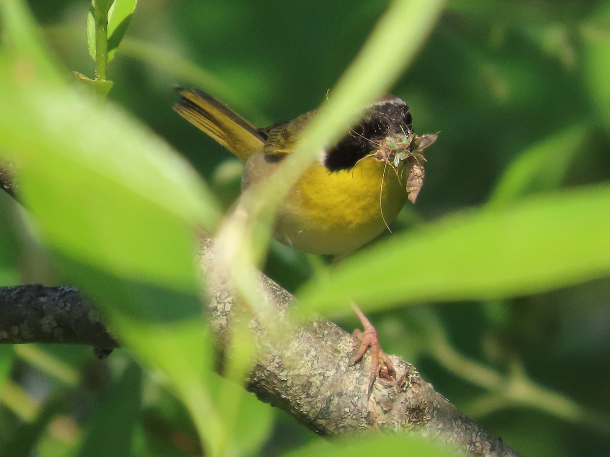 Common Yellowthroat - ML620811175